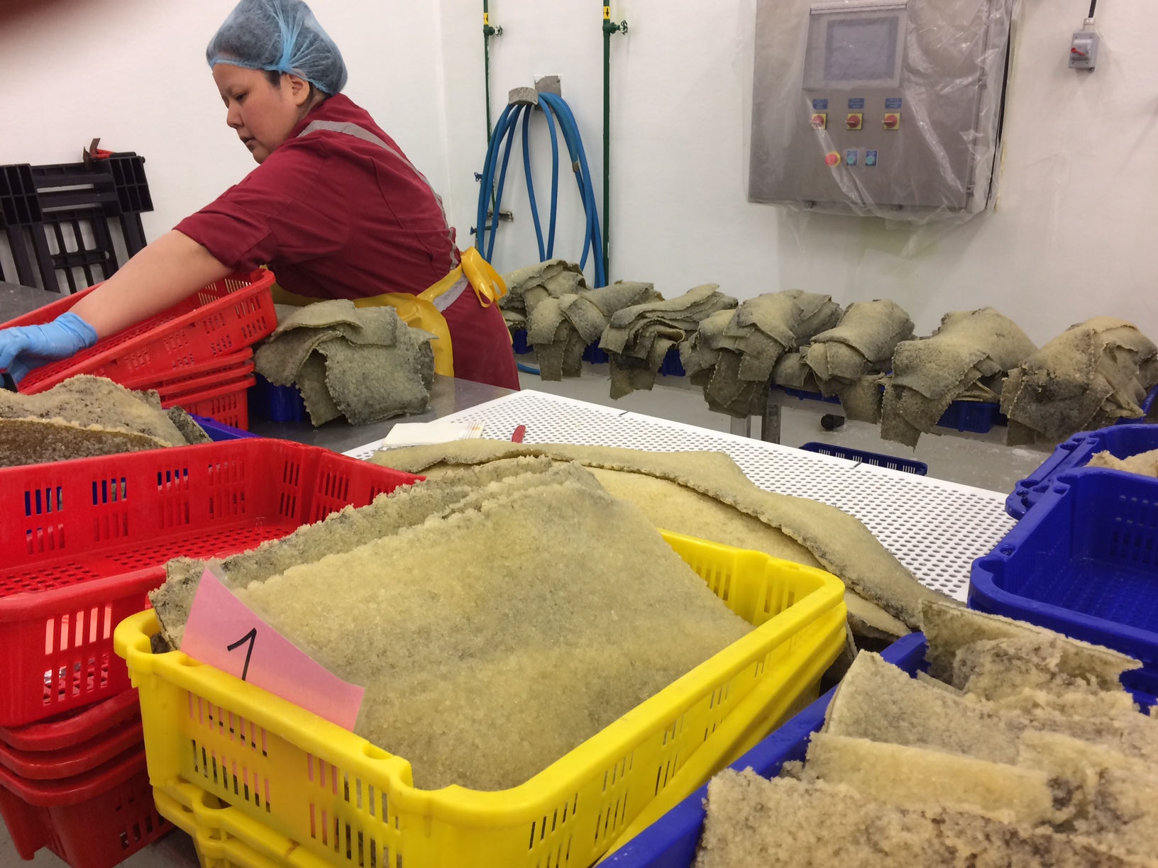 OceanCanada-S.Harper-BellaBella